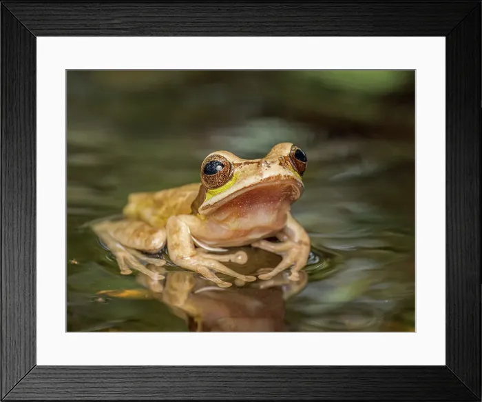 Framed Print : Masked Tree Frog (Smilisca phaeota), Boca Tapada, Costa Rica Framed Print : Masked Tree Frog (Smilisca phaeota), Boca Tapada, Costa Rica