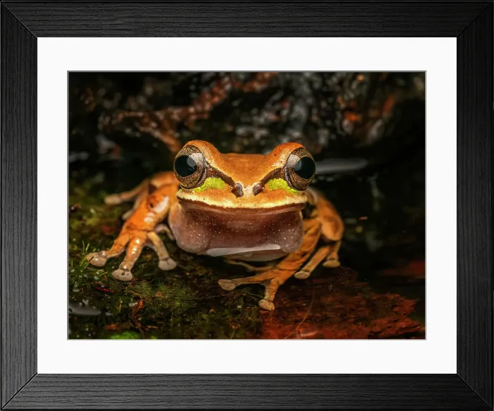 Framed Print : Masked Tree Frog (Smilisca phaeota), Boca Tapada, Costa Rica Framed Print : Masked Tree Frog (Smilisca phaeota), Boca Tapada, Costa Rica