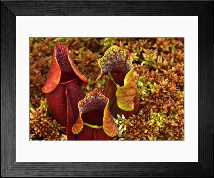 Framed Print : Pitcher Plant (Sarracenia purpurea), Muskoka, Ontario, Canada Framed Print : Pitcher Plant (Sarracenia purpurea), Muskoka, Ontario, Canada