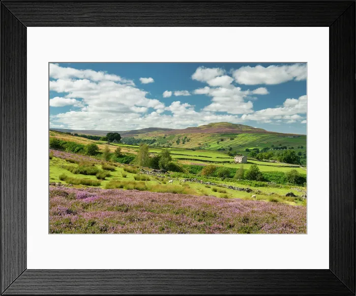Framed Print : Heather in Bloom in Swaledale, near Reeth, Yorkshire Dales National Park, England Framed Print : Heather in Bloom in Swaledale, near Reeth, Yorkshire Dales National Park, England