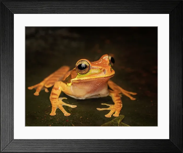 Framed Print : Masked Tree Frog (Smilisca phaeota), Boca Tapada, Costa Rica Framed Print : Masked Tree Frog (Smilisca phaeota), Boca Tapada, Costa Rica