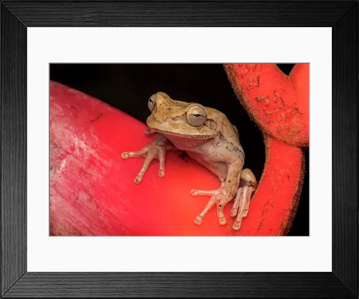 Framed Print : Nicaragua Cross-banded Tree Frog (Smilisca puma) in lowland Caribbean rainforest habitat near, Boca Tapada, Costa Rica Framed Print : Nicaragua Cross-banded Tree Frog (Smilisca puma) in lowland Caribbean rainforest habitat near, Boca Tapada, Costa Rica