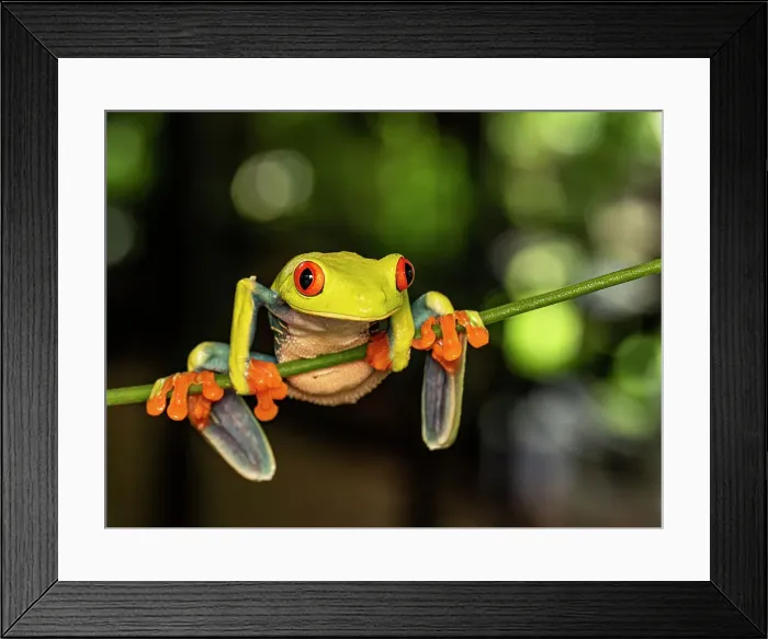 Framed Print : Red-eyed Tree Frog (Agalychnis callidryas), Boca Tapada, Costa Rica Framed Print : Red-eyed Tree Frog (Agalychnis callidryas), Boca Tapada, Costa Rica