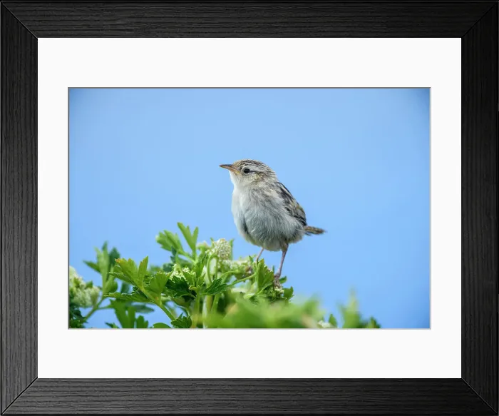 Framed Print : Falklands grass wren (Cistothorus platensis falklandicus) Juvenile awaiting food from parent, Sea Lion Island, East Falkland, Falkland Islands Framed Print : Falklands grass wren (Cistothorus platensis falklandicus) Juvenile awaiting food from parent, Sea Lion Island, East Falkland, Falkland Islands