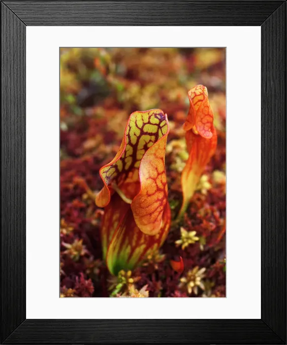 Framed Print : Pitcher Plant (Sarracenia purpurea), Muskoka, Ontario, Canada Framed Print : Pitcher Plant (Sarracenia purpurea), Muskoka, Ontario, Canada