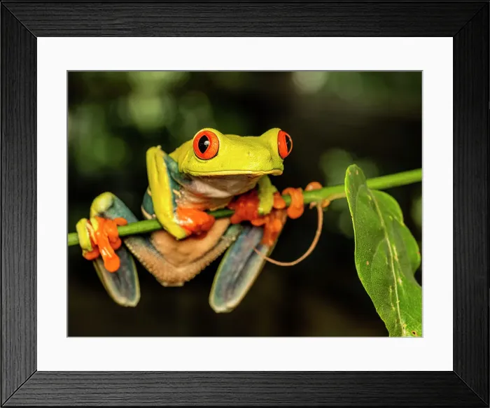 Framed Print : Red-eyed Tree Frog (Agalychnis callidryas), Boca Tapada, Costa Rica Framed Print : Red-eyed Tree Frog (Agalychnis callidryas), Boca Tapada, Costa Rica