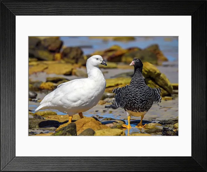 Framed Print : Kelp goose (Chloephaga hybrida), Carcass Island, West Falkland, Falkland Islands Framed Print : Kelp goose (Chloephaga hybrida), Carcass Island, West Falkland, Falkland Islands