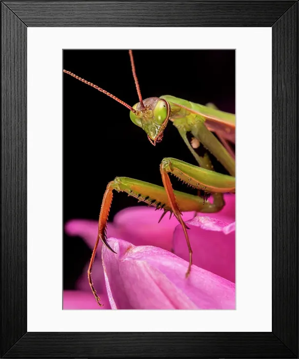 Framed Print : Praying Mantis, Thornton, Ontario, Canada Framed Print : Praying Mantis, Thornton, Ontario, Canada