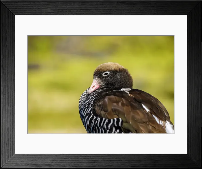 Framed Print : Kelp goose (Chloephaga hybrida), Carcass Island, West Falkland, Falkland Islands Framed Print : Kelp goose (Chloephaga hybrida), Carcass Island, West Falkland, Falkland Islands