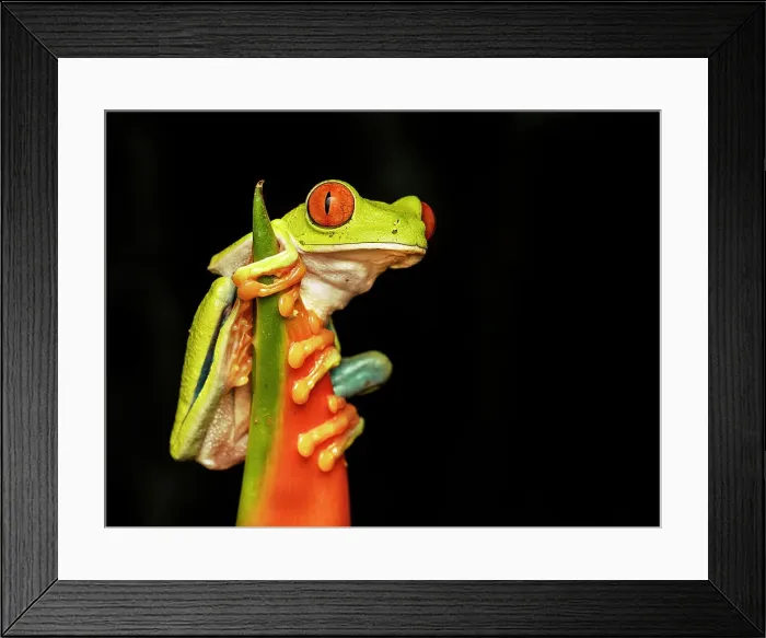 Framed Print : Red-eyed Tree Frog (Agalychnis callidryas), Boca Tapada, Costa Rica Framed Print : Red-eyed Tree Frog (Agalychnis callidryas), Boca Tapada, Costa Rica
