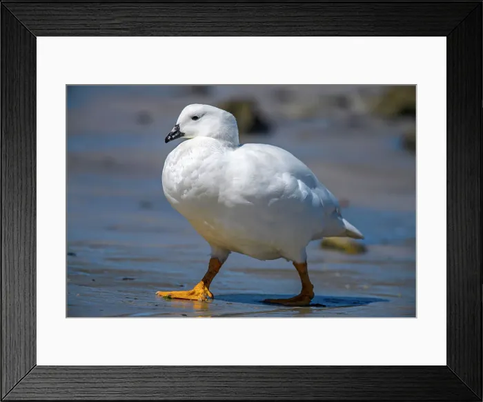 Framed Print : Kelp goose (Chloephaga hybrida), Carcass Island, West Falkland, Falkland Islands Framed Print : Kelp goose (Chloephaga hybrida), Carcass Island, West Falkland, Falkland Islands
