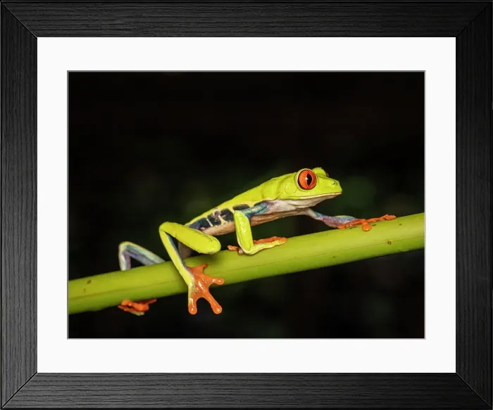 Framed Print : Red-eyed Tree Frog (Agalychnis callidryas), Boca Tapada, Costa Rica Framed Print : Red-eyed Tree Frog (Agalychnis callidryas), Boca Tapada, Costa Rica