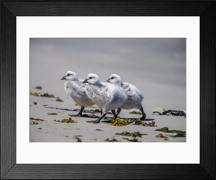 Framed Print : Kelp goose (Chloephaga hybrida), Carcass Island, West Falkland, Falkland Islands Framed Print : Kelp goose (Chloephaga hybrida), Carcass Island, West Falkland, Falkland Islands