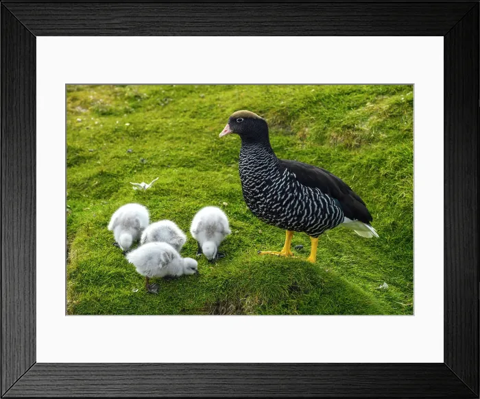 Framed Print : Kelp goose (Chloephaga hybrida), Carcass Island, West Falkland, Falkland Islands Framed Print : Kelp goose (Chloephaga hybrida), Carcass Island, West Falkland, Falkland Islands