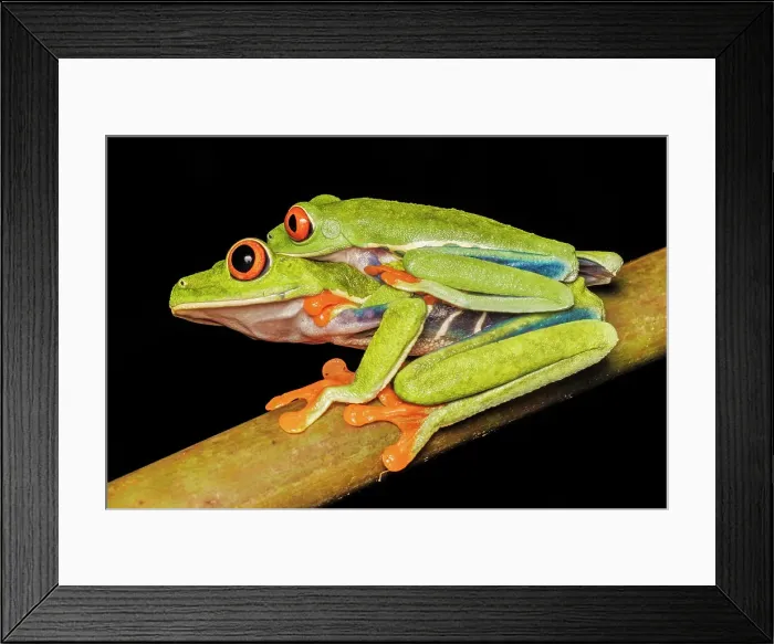 Framed Print : Red-eyed Tree Frog (Agalychnis callidryas) in amplexus, Boca Tapada, Costa Rica Framed Print : Red-eyed Tree Frog (Agalychnis callidryas) in amplexus, Boca Tapada, Costa Rica