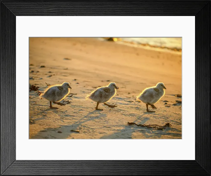 Framed Print : Kelp Goose (Chloephaga hybrida) Goslings along beach, Carcass Island, West Falkland, Falkland Islands Framed Print : Kelp Goose (Chloephaga hybrida) Goslings along beach, Carcass Island, West Falkland, Falkland Islands