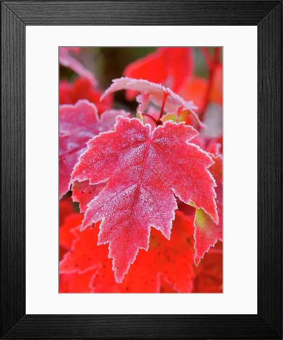 Framed Print : Autumn sugar maple leaves and frost, Muskoka, Ontario, Canada Framed Print : Autumn sugar maple leaves and frost, Muskoka, Ontario, Canada