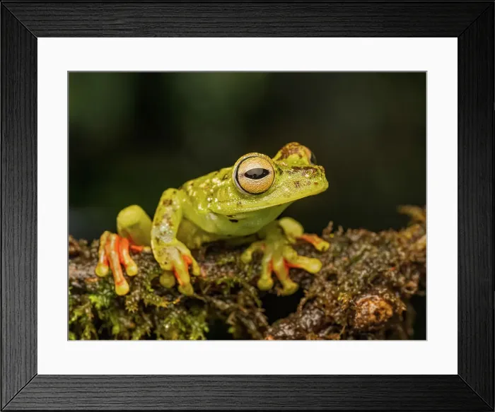 Framed Print : Red-webbed Tree Frog (Boana rufitela), Boca Tapada, Costa Rica Framed Print : Red-webbed Tree Frog (Boana rufitela), Boca Tapada, Costa Rica