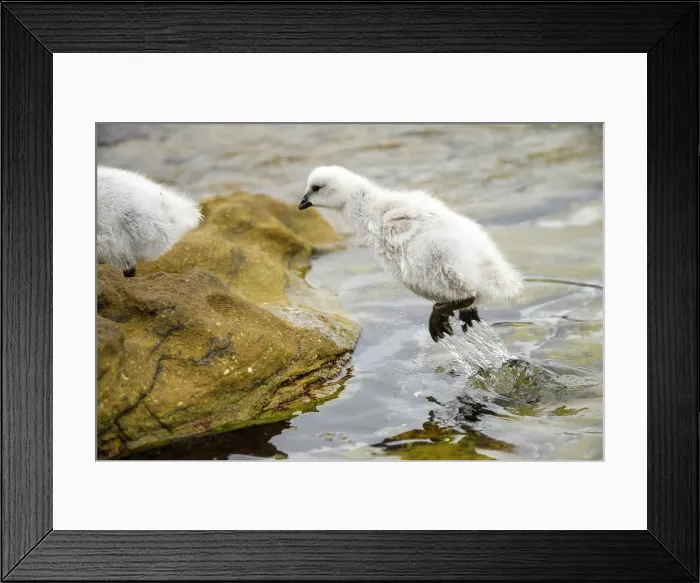 Framed Print : Kelp Goose (Chloephaga hybrida), Saunders Island, West Falkland, Falkland Islands Framed Print : Kelp Goose (Chloephaga hybrida), Saunders Island, West Falkland, Falkland Islands