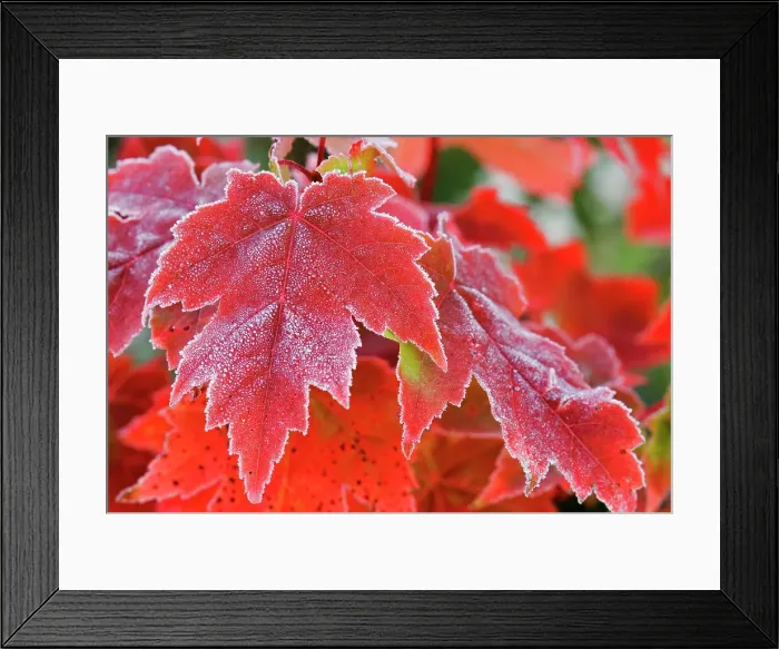 Framed Print : Autumn sugar maple leaves and frost, Muskoka, Ontario, Canada Framed Print : Autumn sugar maple leaves and frost, Muskoka, Ontario, Canada