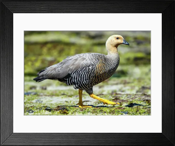 Framed Print : Upland goose (Chloephaga picta leucoptera), Carcass Island, West Falkland, Falkland Islands Framed Print : Upland goose (Chloephaga picta leucoptera), Carcass Island, West Falkland, Falkland Islands
