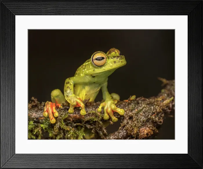 Framed Print : Red-webbed Tree Frog (Boana rufitela), Boca Tapada, Costa Rica Framed Print : Red-webbed Tree Frog (Boana rufitela), Boca Tapada, Costa Rica