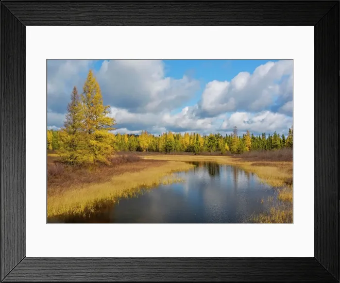Framed Print : Tamarack trees in autumn along small boreal forest stream, White River, Ontario, Canada Framed Print : Tamarack trees in autumn along small boreal forest stream, White River, Ontario, Canada