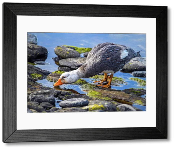 Framed Print : Falkland steamerduck (Tachyeres brachypterus), Carcass Island, West Falkland, Falkland Islands Framed Print : Falkland steamerduck (Tachyeres brachypterus), Carcass Island, West Falkland, Falkland Islands