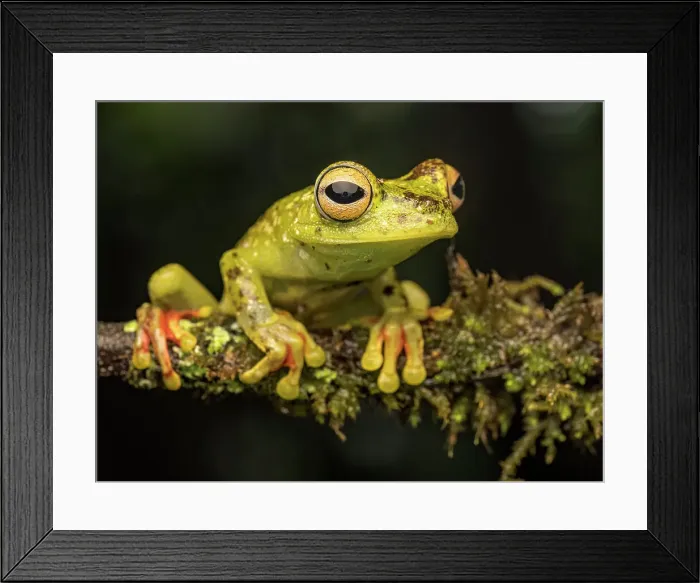 Framed Print : Red-webbed Tree Frog (Boana rufitela), Boca Tapada, Costa Rica