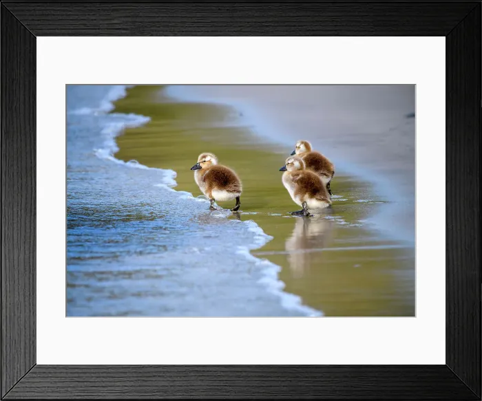 Framed Print : Falkland steamerduck (Tachyeres brachypterus), Carcass Island, West Falkland, Falkland Islands Framed Print : Falkland steamerduck (Tachyeres brachypterus), Carcass Island, West Falkland, Falkland Islands