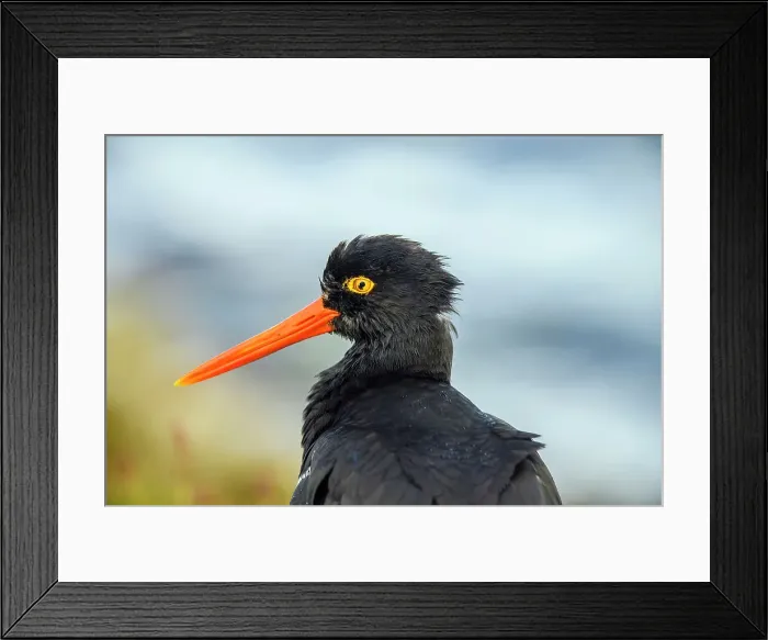 Framed Print : Blackish oystercatcher (Haematopus ater), Sea Lion Island, East Falkland, Falkland Islands
