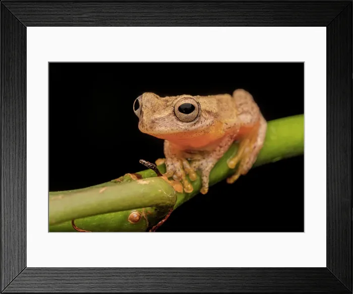 Framed Print : San Carlos Dwarf Tree Frog (Dendropsophus phlebodes), Boca Tapada, Costa Rica Framed Print : San Carlos Dwarf Tree Frog (Dendropsophus phlebodes), Boca Tapada, Costa Rica