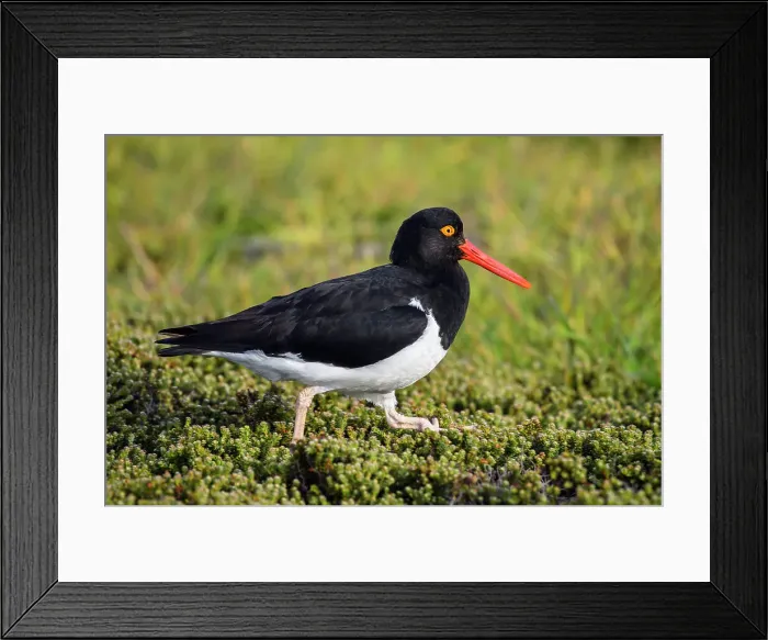 Framed Print : Magellanic (Pied) oystercatcher (Haematopus leucopodus), Carcass Island, West Falkland, Falkland Islands