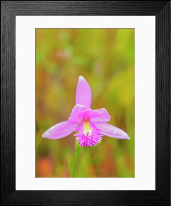 Framed Print : Rose Pogonia (Pogonia ophioglossoides), Muskoka, Ontario, Canada Framed Print : Rose Pogonia (Pogonia ophioglossoides), Muskoka, Ontario, Canada