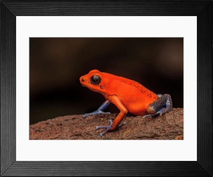 Framed Print : Strawberry Poison Dart Frog (Oophaga pumilio), Boca Tapada, Costa Rica Framed Print : Strawberry Poison Dart Frog (Oophaga pumilio), Boca Tapada, Costa Rica