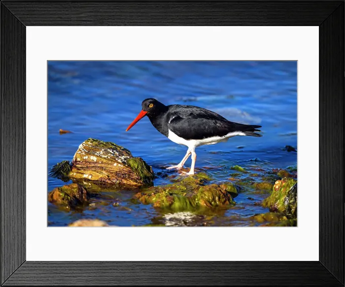 Framed Print : Magellanic (Pied) oystercatcher (Haematopus leucopodus), Stanley, East Falkland, Falkland Islands Framed Print : Magellanic (Pied) oystercatcher (Haematopus leucopodus), Stanley, East Falkland, Falkland Islands