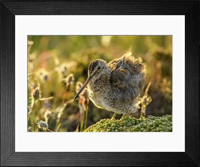 Framed Print : Falklands Snipe / Magellanic snipe (Gallinago magellanica ), Sea Lion Island, East Falkland, Falkland Islands Framed Print : Falklands Snipe / Magellanic snipe (Gallinago magellanica ), Sea Lion Island, East Falkland, Falkland Islands