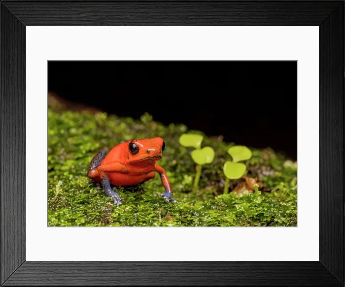 Framed Print : Strawberry Poison Dart Frog (Oophaga pumilio), Boca Tapada, Costa Rica Framed Print : Strawberry Poison Dart Frog (Oophaga pumilio), Boca Tapada, Costa Rica