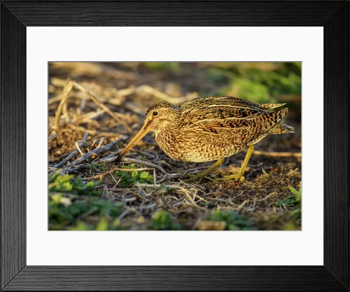 Framed Print : Falklands Snipe / Magellanic snipe (Gallinago magellanica ), Sea Lion Island, West Falkland, Falkland Islands Framed Print : Falklands Snipe / Magellanic snipe (Gallinago magellanica ), Sea Lion Island, West Falkland, Falkland Islands