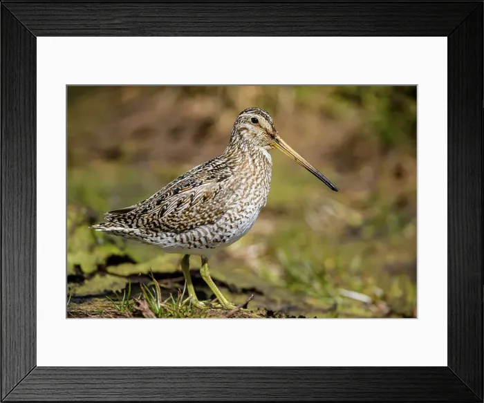 Framed Print : Falklands Snipe / Magellanic snipe (Gallinago magellanica ), Sea Lion Island, East Falkland, Falkland Islands Framed Print : Falklands Snipe / Magellanic snipe (Gallinago magellanica ), Sea Lion Island, East Falkland, Falkland Islands