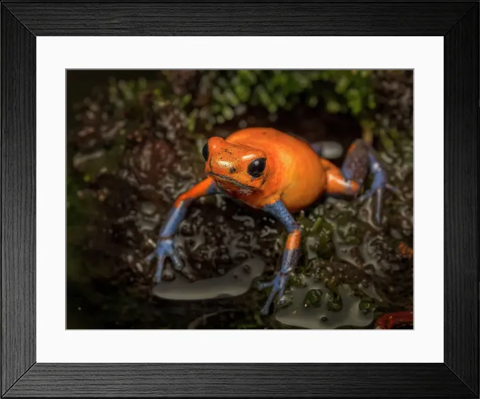Framed Print : Strawberry Poison Dart Frog (Oophaga pumilio), Boca Tapada, Costa Rica Framed Print : Strawberry Poison Dart Frog (Oophaga pumilio), Boca Tapada, Costa Rica