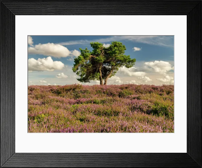 Framed Print : Lone Pine Tree in Heather, North Yorkshire Moors National Park, Yorkshire, England Framed Print : Lone Pine Tree in Heather, North Yorkshire Moors National Park, Yorkshire, England