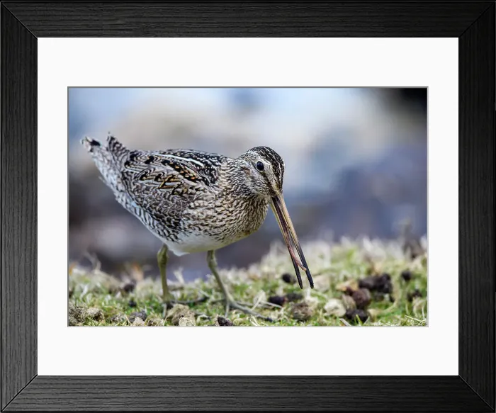 Framed Print : Falklands Snipe / Magellanic snipe (Gallinago magellanica ), Sea Lion Island, West Falkland, Falkland Islands Framed Print : Falklands Snipe / Magellanic snipe (Gallinago magellanica ), Sea Lion Island, West Falkland, Falkland Islands