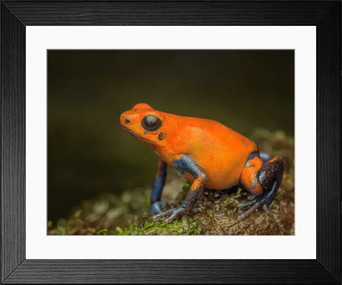 Framed Print : Strawberry Poison Dart Frog (Oophaga pumilio), Boca Tapada, Costa Rica Framed Print : Strawberry Poison Dart Frog (Oophaga pumilio), Boca Tapada, Costa Rica