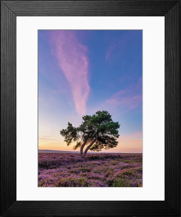 Framed Print : Lone Pine Tree in Heather, North Yorkshire Moors National Park, Yorkshire, England Framed Print : Lone Pine Tree in Heather, North Yorkshire Moors National Park, Yorkshire, England