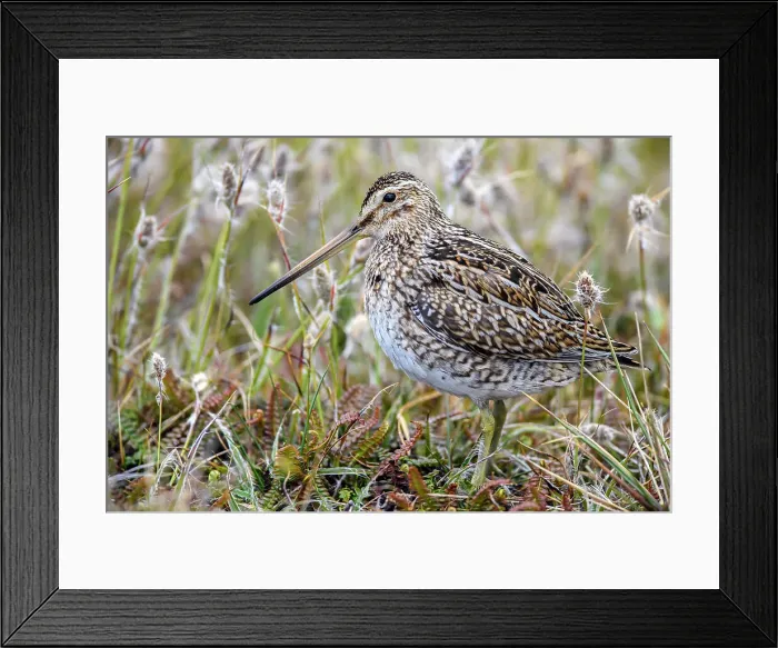 Framed Print : Falklands Snipe / Magellanic snipe (Gallinago magellanica ), Sea Lion Island, West Falkland, Falkland Islands Framed Print : Falklands Snipe / Magellanic snipe (Gallinago magellanica ), Sea Lion Island, West Falkland, Falkland Islands