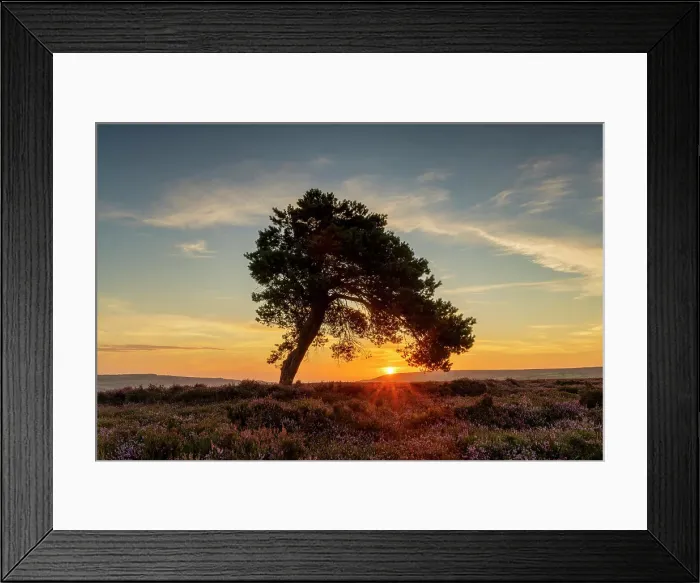 Framed Print : Lone Pine Tree at Sunrise, North Yorkshire Moors National Park, Yorkshire, England Framed Print : Lone Pine Tree at Sunrise, North Yorkshire Moors National Park, Yorkshire, England
