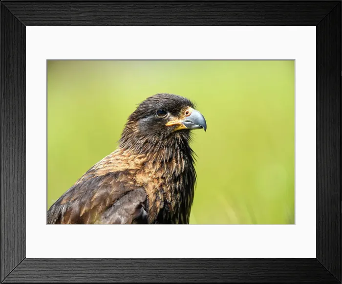 Framed Print : Striated caracara (Phalcoboenus australis), West Falkland, Carcass Island, Falkland Islands Framed Print : Striated caracara (Phalcoboenus australis), West Falkland, Carcass Island, Falkland Islands