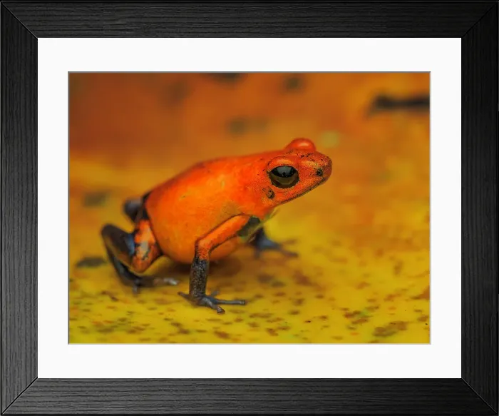 Framed Print : Strawberry Poison Dart Frog (Oophaga pumilio), Boca Tapada, Costa Rica Framed Print : Strawberry Poison Dart Frog (Oophaga pumilio), Boca Tapada, Costa Rica