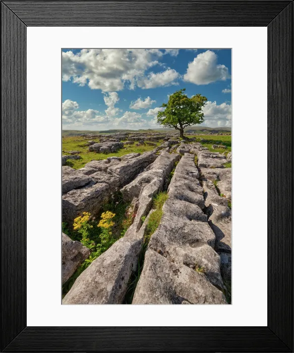 Framed Print : Lone Hawthorn Tree on Limestone Pavement, Winskill Stones Nature Reserve, Yorkshire Dales National Park, England Framed Print : Lone Hawthorn Tree on Limestone Pavement, Winskill Stones Nature Reserve, Yorkshire Dales National Park, England